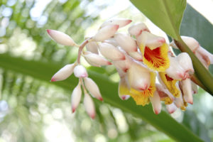 Alpinia zerumbet, commonly known as shell ginger. A white flower with yellow interior & pink tips on the buds.