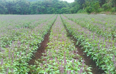鹿児島の植物栽培畑