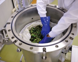 収穫した植物を蒸留釜へ入れる工程